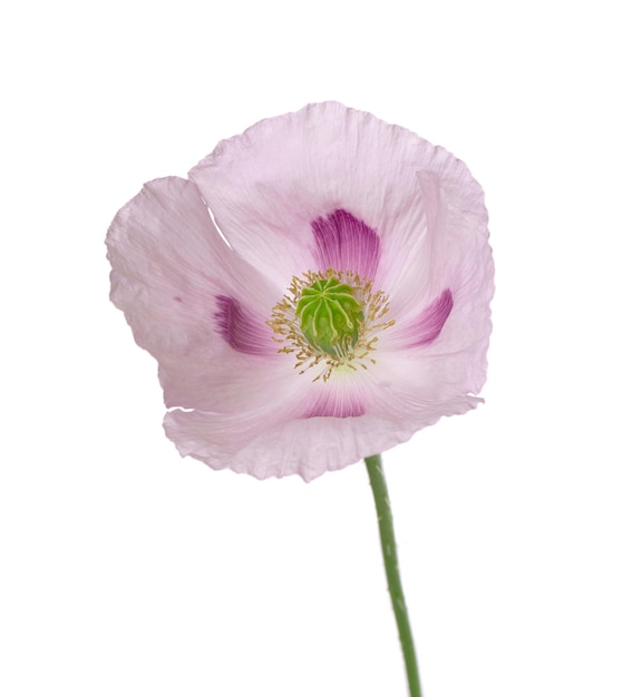 Fiore di papavero isolato su sfondo bianco Singolo papavero rosa da oppio Papaver somniferum Tracciato di ritaglio