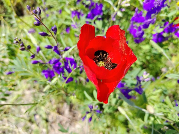 fiore di papavero nell'erba