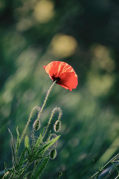 Fiore di papavero rosso che sboccia nel campo di erba verde floreale naturale sfondo primaverile può essere utilizzato come immagine per il giorno del ricordo e della riconciliazione