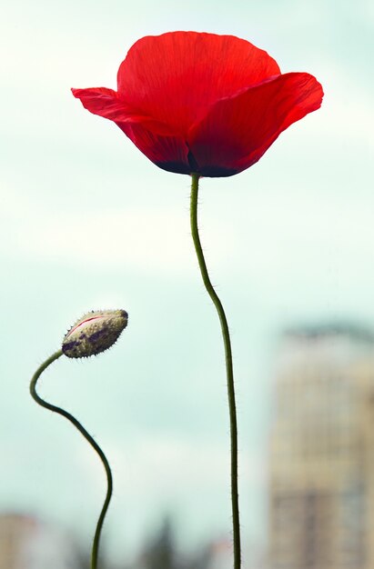 Fiore di papavero rosso con gemma sulla città, concetto di conservazione della natura