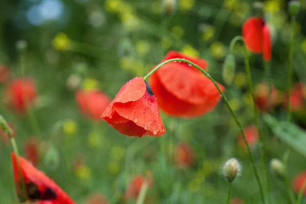 Fiore di papavero rosso con gocce