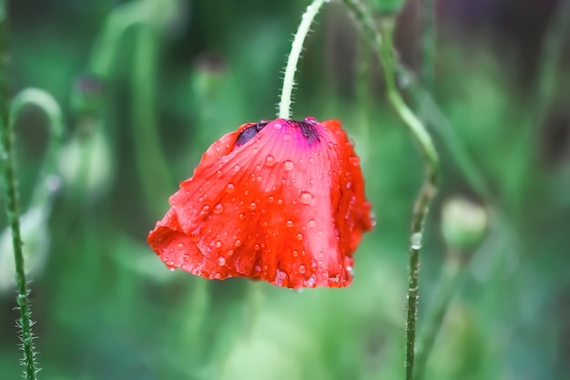 Fiore di papavero rosso con petali bagnati dopo la pioggia