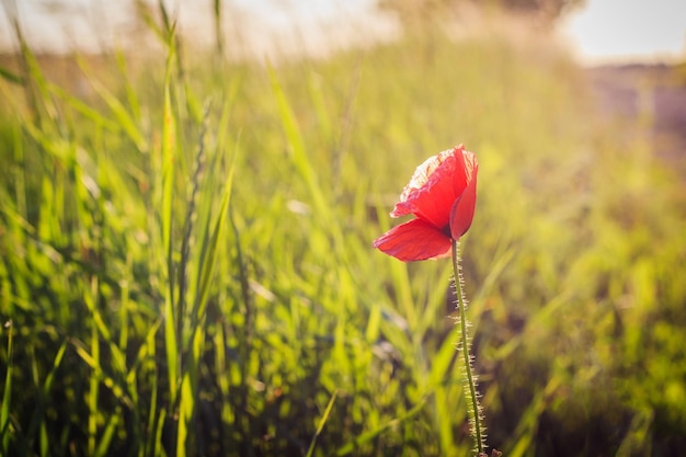 Fiore di papavero rosso da solo nel campo estivo al tramonto