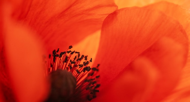 Fiore di papavero rosso da vicino