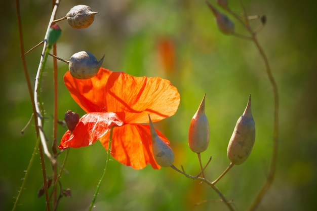 fiore di papavero rosso nel campo