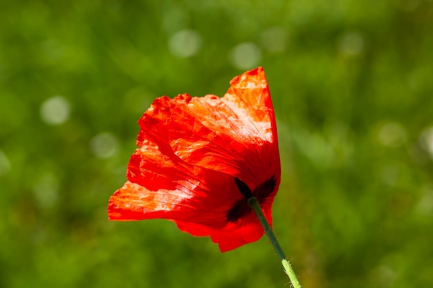 Fiore di papavero rosso nella stagione primaverile