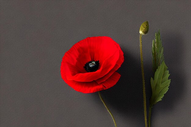 fiore di papavero rosso stilizzato su sfondo nero giorno della memoria giorno dell'armistizio simbolo del giorno di Anzac