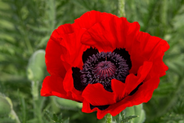 Fiore di papavero rosso su sfondo verde