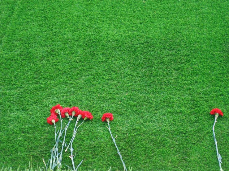 Foto fiore di papavero rosso sul campo