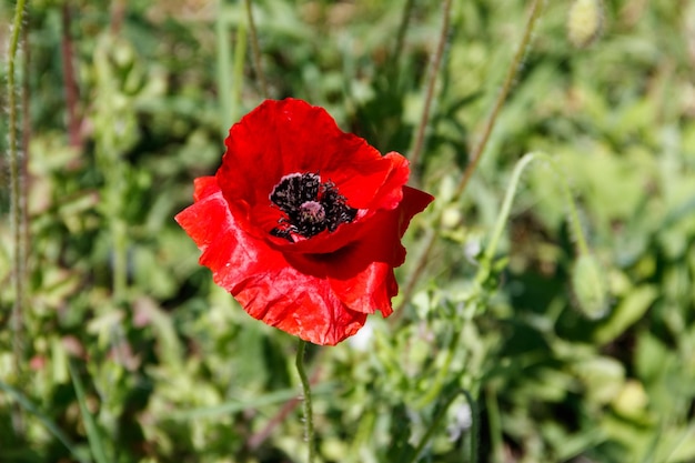 Fiore di papavero rosso sul prato verde