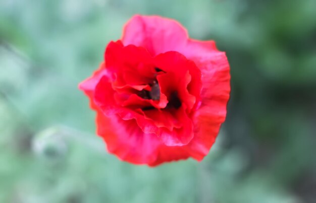 Fiore di papavero rosso