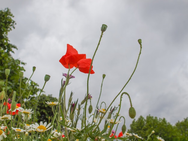 Fiore di papavero rosso