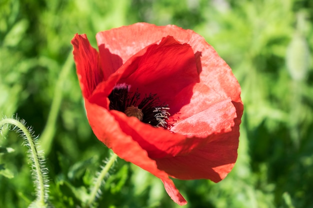 Fiore di papavero rosso