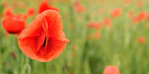 Fiore di papavero selvatico rosso brillante, petali bagnati dalla pioggia, dettaglio primo piano, sfondo campo verde sfocato