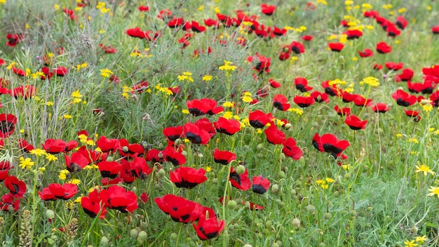 Fiore di papavero selvatico rosso in campo