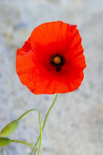 Fiore di papavero su uno sfondo chiaro