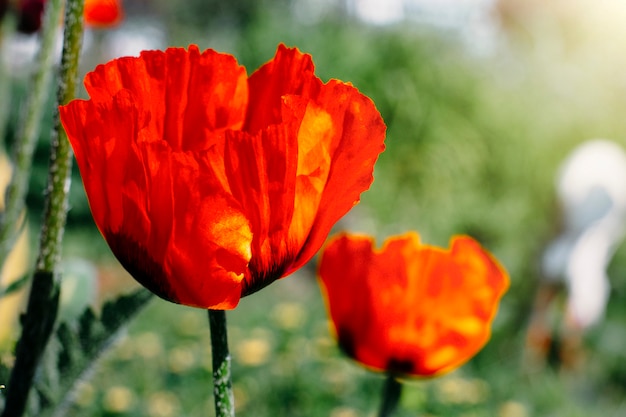 fiore di papavero sullo sfondo della natura