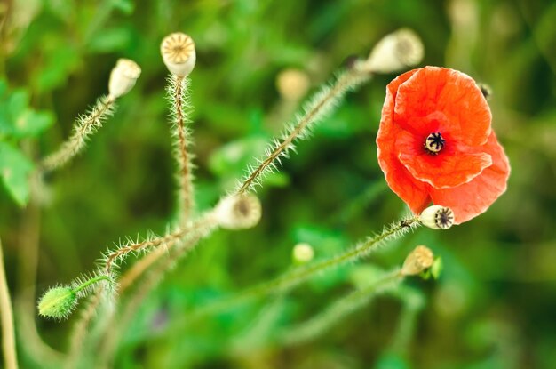 Fiore di papavero