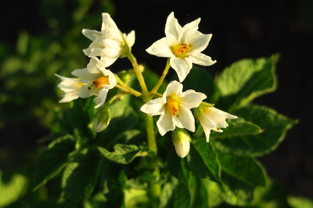 fiore di patata fiorisce su un cespuglio di patate