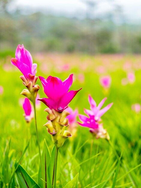 Fiore di pedali di colore dolce del campo del tulipano rosa del Siam circondato da un campo verde in Thailandia