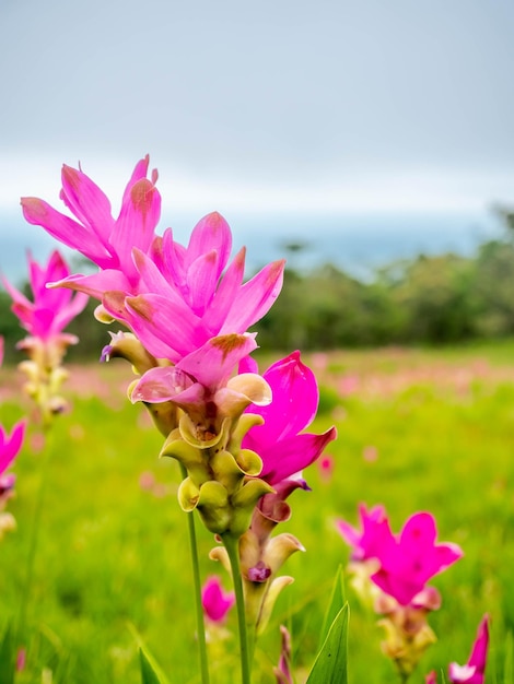 Fiore di pedali di colore dolce del campo del tulipano rosa del Siam circondato da un campo verde in Thailandia