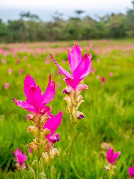 Fiore di pedali di colore dolce del campo del tulipano rosa del Siam circondato da un campo verde in Thailandia