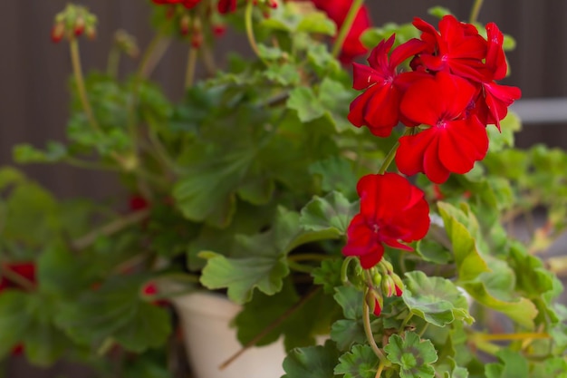 Fiore di pelargonium rosso in una pentola nel cortile