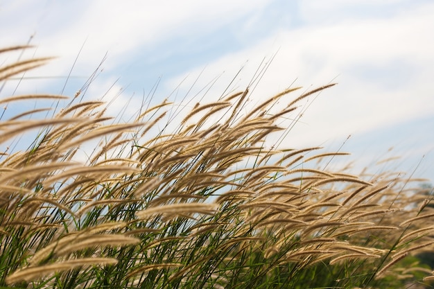 Fiore di Pennisetum