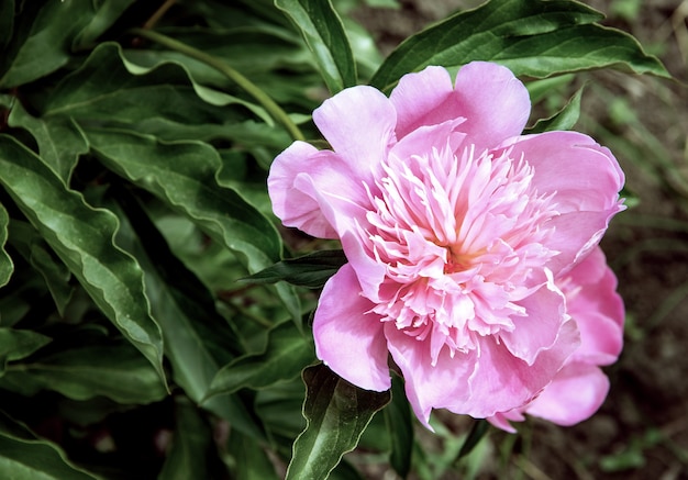 Fiore di peonia aperto in rosa pallido