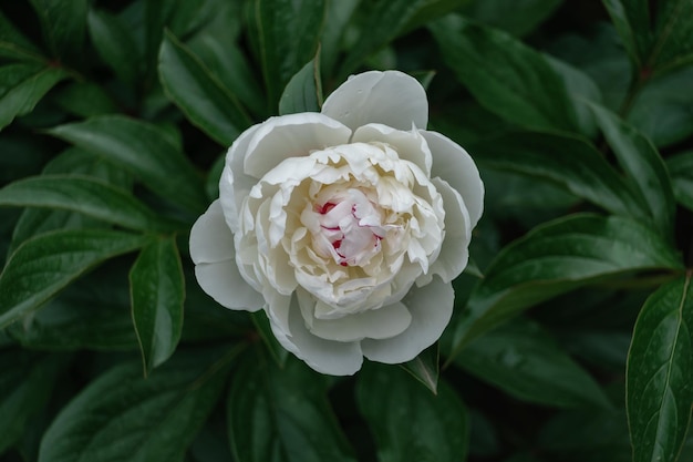 Fiore di peonia bianca su uno sfondo di foglie verdi