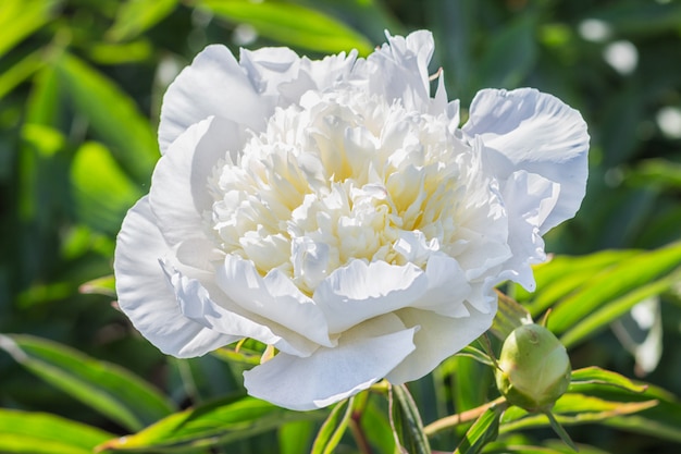 Fiore di peonia bianca