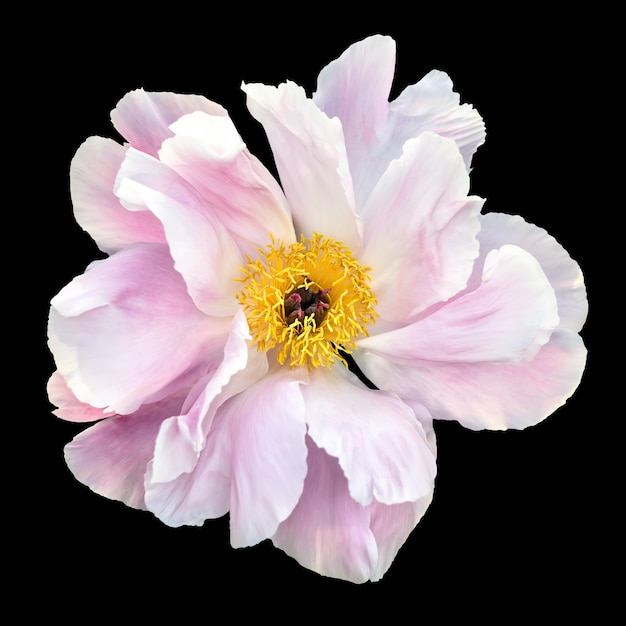 Fiore di peonia bianco e rosa isolato