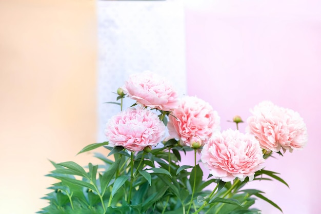 Fiore di peonia bianco in fiore su azzurro