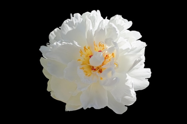 Fiore di peonia bianco isolatoFiore di peonia bianco isolato