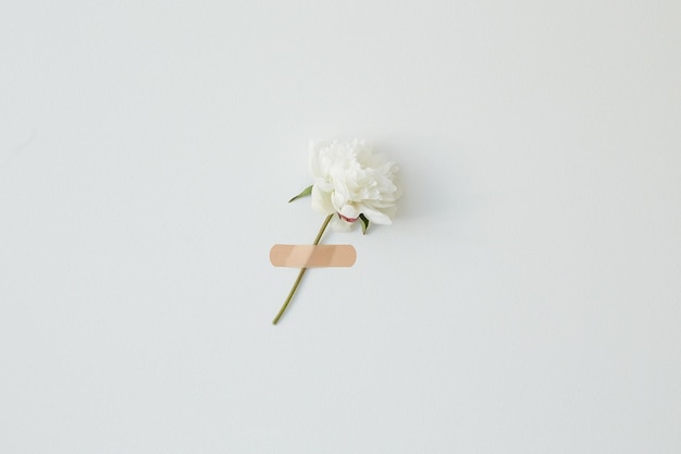 Fiore di peonia bianco su sfondo bianco Fiore in fiore pionia bella