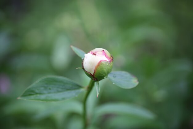 Fiore di peonia in giardino