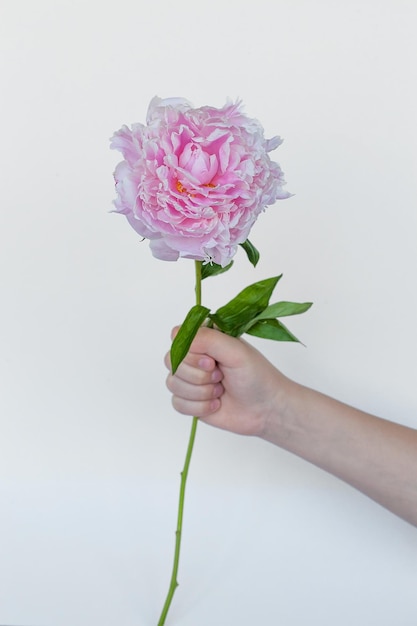 Fiore di peonia nelle mani della bella giovane donna Sfondo rosa