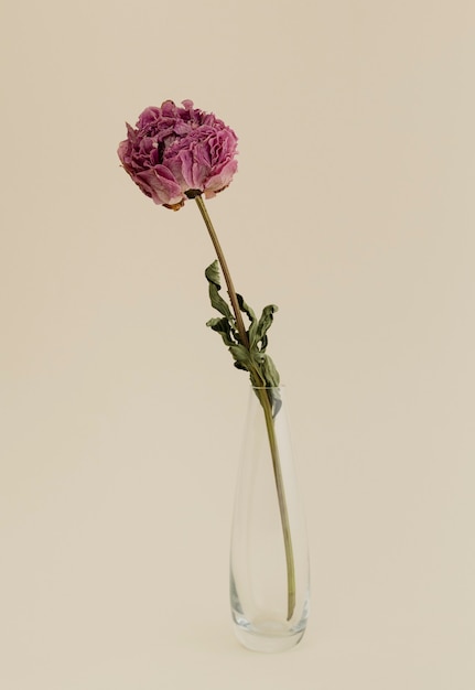 Fiore di peonia rosa essiccato in un vaso trasparente