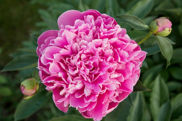 Fiore di peonia rosa fresca nel giardino estivo