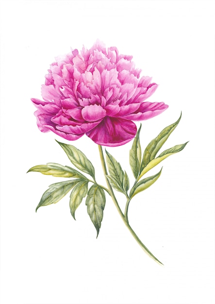 Fiore di peonia rosa Illustrazione ad acquerello