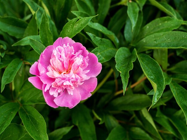 Fiore di peonia rosa in fiore su uno sfondo di foglie verdi Paeonia