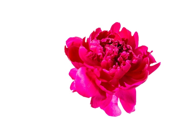 Fiore di peonia rosa isolato su sfondo bianco