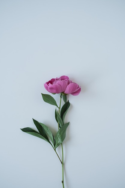 Fiore di peonia rosa su sfondo blu