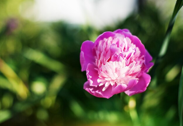 Fiore di peonia rosa su uno sfondo verde naturale. Fondo del fiore di estate della primavera con lo spazio della copia. Focalizzazione morbida