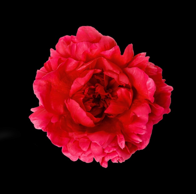 Fiore di peonia rossa e petalo su sfondo nero. Compleanno, madri, San Valentino, concetto di giorno del matrimonio.