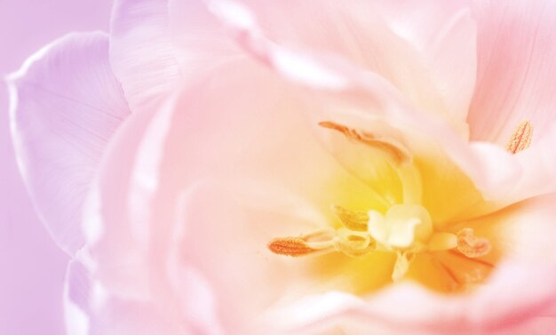 Fiore di peonia sfocato bianco con trama di sfondo ravvicinata con nucleo giallo. Messa a fuoco selettiva. Messa a fuoco morbida.