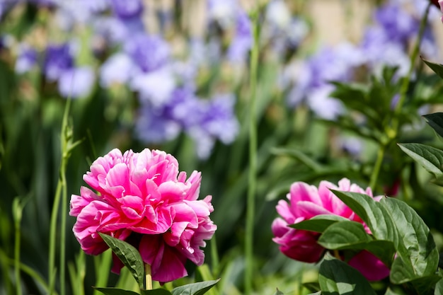 Fiore di peonia