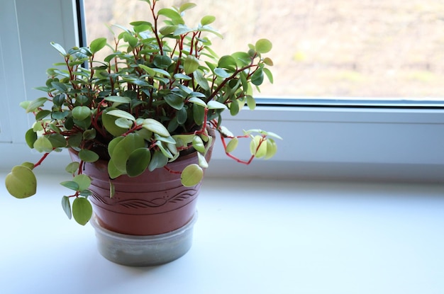 Fiore di Peperomia in una pentola sul davanzale della finestra