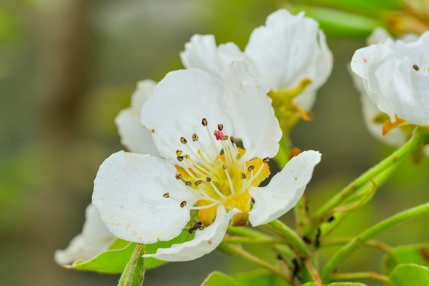 Fiore di pero bianco o rosa bianco