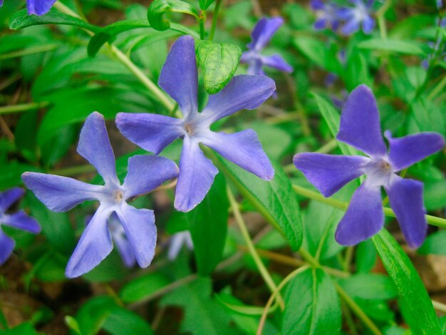 Fiore di pervinca nella foto del fogliame verde